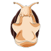 Snail Meditate