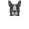 Dog Boston Terrier
