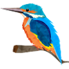 multi-faceted kingfisher with bright plumage
