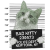 Bad kitty