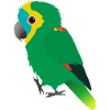 Blue-fronted Amazon parrot