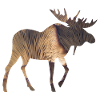 Moose and Mushroom