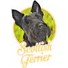Scottish Terrier