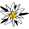 Edelweiss flower black yellow