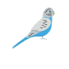 Budgie