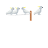 Cacatoès