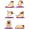 Pug Yoga - Dog Gymnastics Fitness