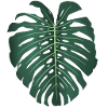 Monstera Deliciosa Leaf