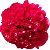 Flower peony red