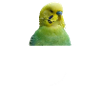 Bird budgie