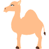 camel