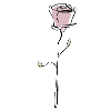 pink rose with black outline