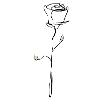 White rose with black outline