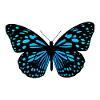 Butterfly blue