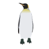 Emperor penguin
