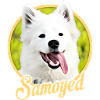 Samoyède