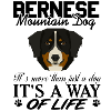 Bernesse cattle dog