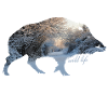 Wild boar wildlife