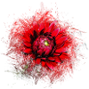 Rote Blume