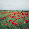 Coquelicots rouges