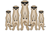 Cadeau drôle de lunettes de soleil gang suricate