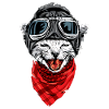 Small Airplane Pilot Cat