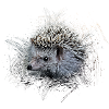 Hedgehog