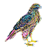 Falcon