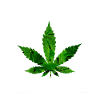 Cannabis weed leaf