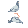 Duif Pigeoff Pigeon Gift