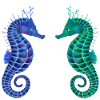 Cute seahorses