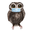 Owl with