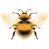stylized bumblebee with iridescent wings