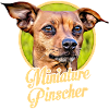 Pinscher nain