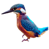 kingfisher