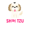 Shih Tzu dog