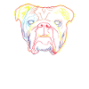 Dog English Bulldog Strokes