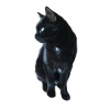Chat noir