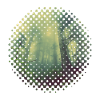 Cloud Forest Spot