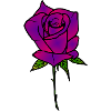 Rose - Rose pourpre