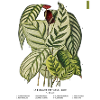 Botanical print 1882