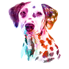 Dalmatian gift dog