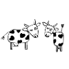 two cows