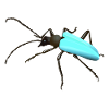 Bug - insect