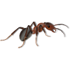 Crawling ant
