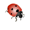 Ladybug