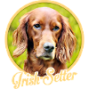 Irish Setter