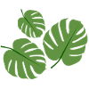 Monstera plant