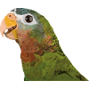 Yellow-billed Amazon