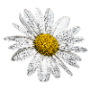 Oxeye daisy
